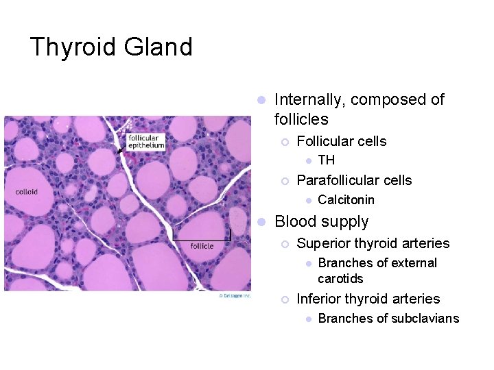 Thyroid Gland l Internally, composed of follicles ¡ Follicular cells l ¡ Parafollicular cells