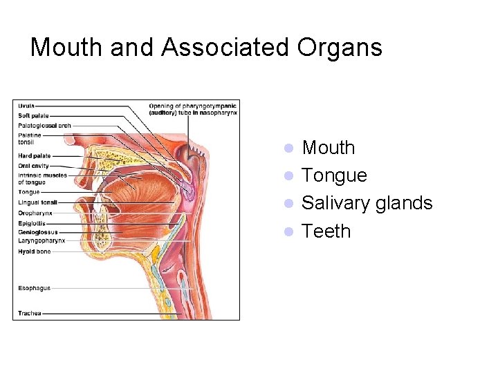 Mouth and Associated Organs Mouth l Tongue l Salivary glands l Teeth l 