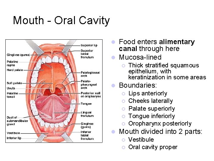 Mouth - Oral Cavity Food enters alimentary canal through here l Mucosa-lined l ¡