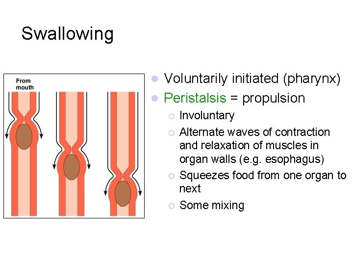 Swallowing Voluntarily initiated (pharynx) l Peristalsis = propulsion l ¡ ¡ Involuntary Alternate waves