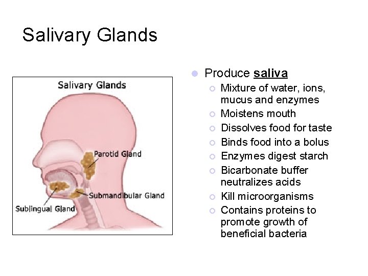 Salivary Glands l Produce saliva ¡ ¡ ¡ ¡ Mixture of water, ions, mucus