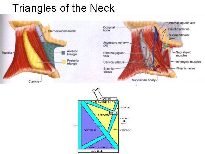 Triangles of the Neck 