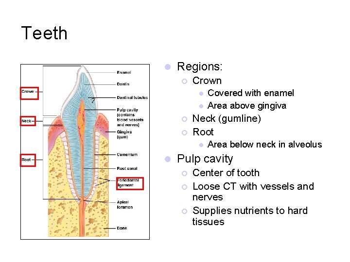 Teeth l Regions: ¡ Crown l l ¡ ¡ Neck (gumline) Root l l