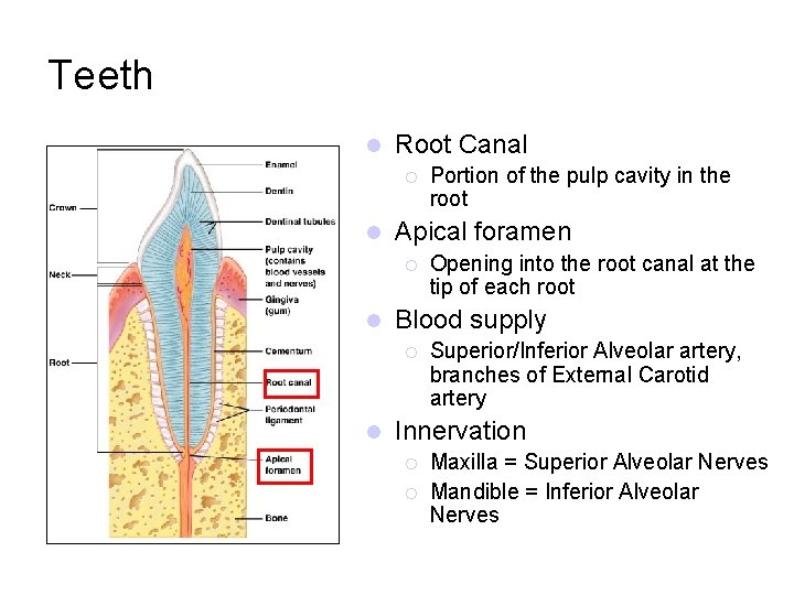 Teeth l Root Canal ¡ l Apical foramen ¡ l Opening into the root