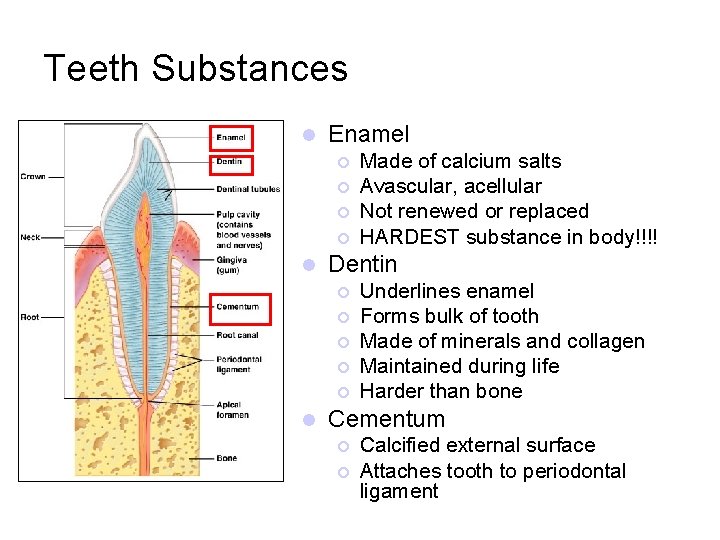 Teeth Substances l Enamel ¡ ¡ l Dentin ¡ ¡ ¡ l Made of