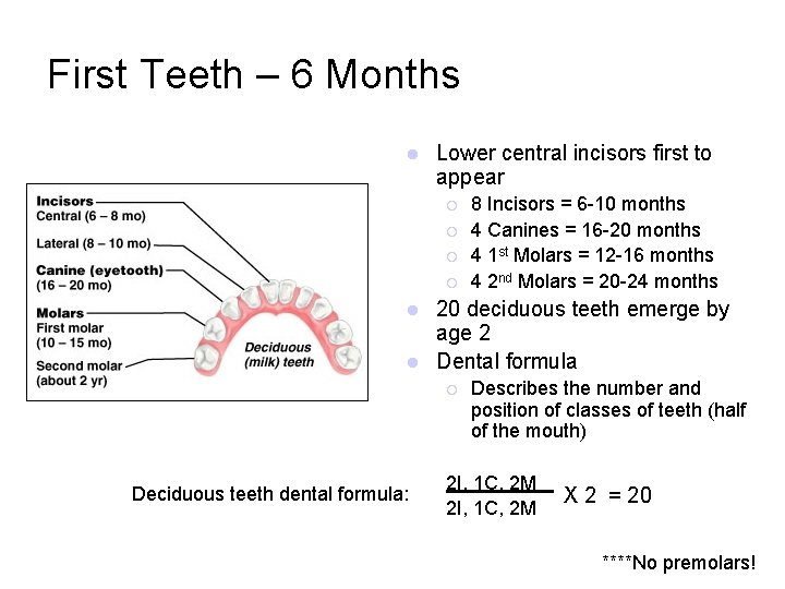 First Teeth – 6 Months l Lower central incisors first to appear ¡ ¡