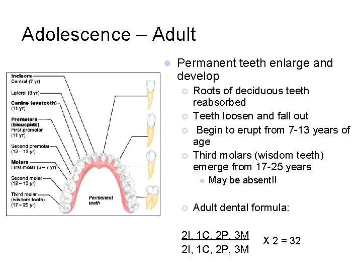 Adolescence – Adult l Permanent teeth enlarge and develop ¡ ¡ Roots of deciduous