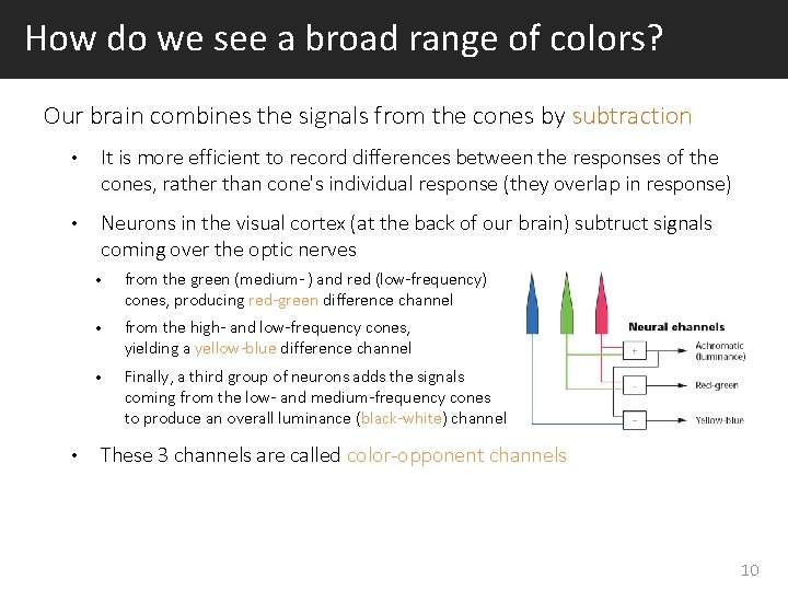 How do we see a broad range of colors? Our brain combines the signals
