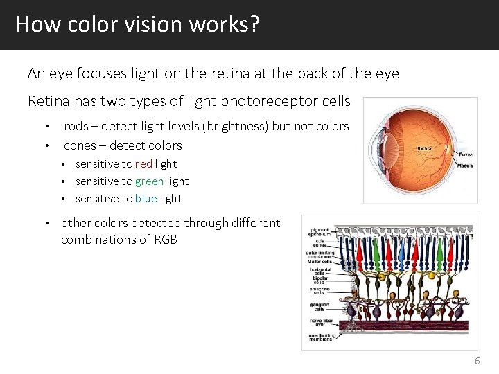 How color vision works? An eye focuses light on the retina at the back