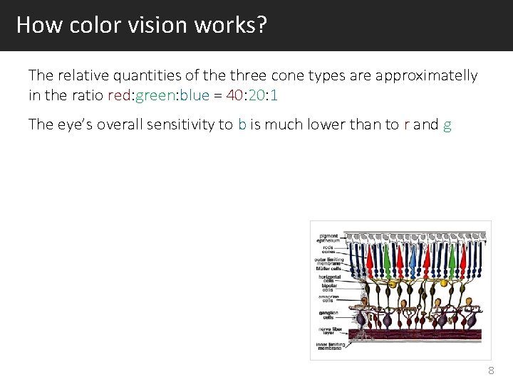 How color vision works? The relative quantities of the three cone types are approximatelly