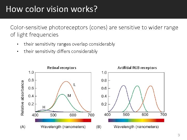 How color vision works? Color-sensitive photoreceptors (cones) are sensitive to wider range of light