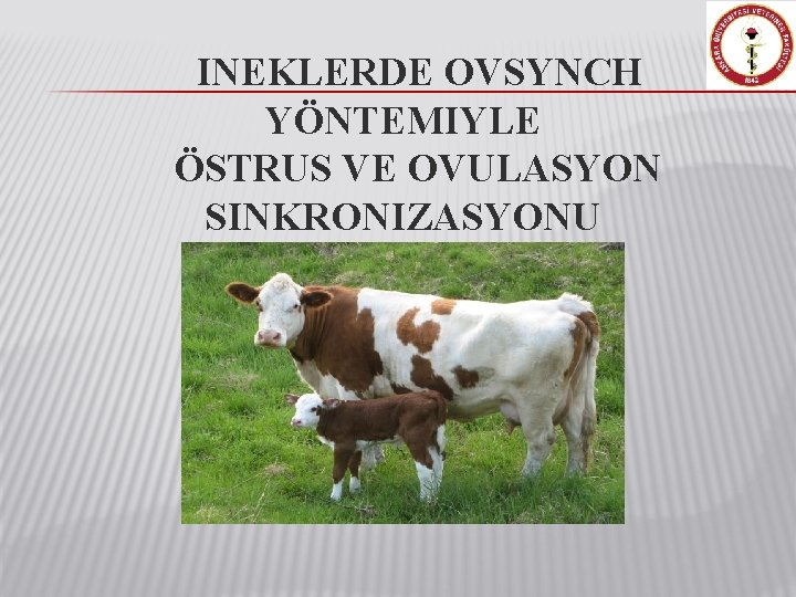 INEKLERDE OVSYNCH YÖNTEMIYLE ÖSTRUS VE OVULASYON SINKRONIZASYONU 