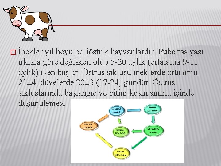 � İnekler yıl boyu poliöstrik hayvanlardır. Pubertas yaşı ırklara göre değişken olup 5 -20