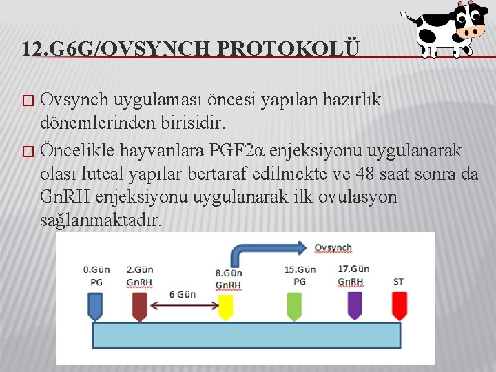 12. G 6 G/OVSYNCH PROTOKOLÜ Ovsynch uygulaması öncesi yapılan hazırlık dönemlerinden birisidir. � Öncelikle