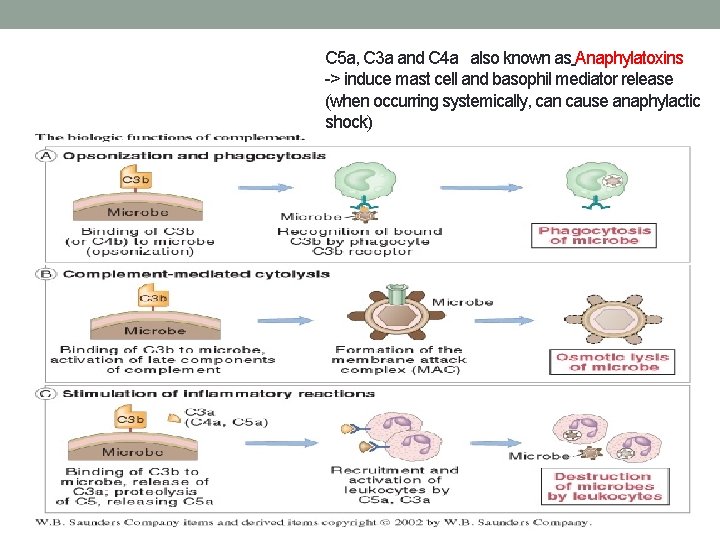 C 5 a, C 3 a and C 4 a also known as Anaphylatoxins