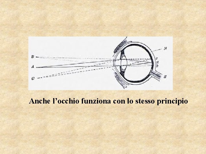 Anche l’occhio funziona con lo stesso principio 