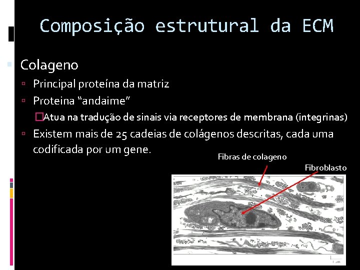 Composição estrutural da ECM Colageno Principal proteína da matriz Proteina “andaime” �Atua na tradução