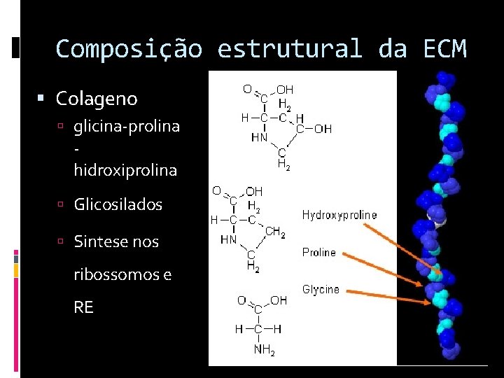Composição estrutural da ECM Colageno glicina-prolina hidroxiprolina Glicosilados Sintese nos ribossomos e RE 