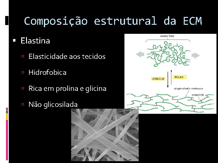 Composição estrutural da ECM Elastina Elasticidade aos tecidos Hidrofobica Rica em prolina e glicina