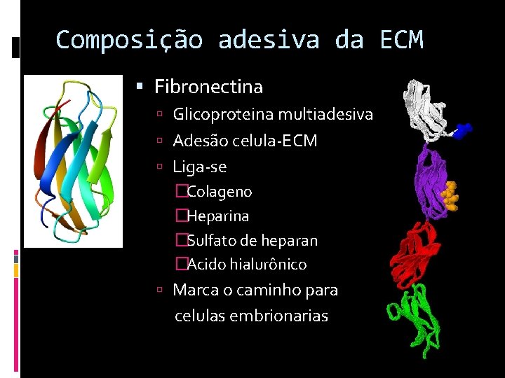 Composição adesiva da ECM Fibronectina Glicoproteina multiadesiva Adesão celula-ECM Liga-se �Colageno �Heparina �Sulfato de