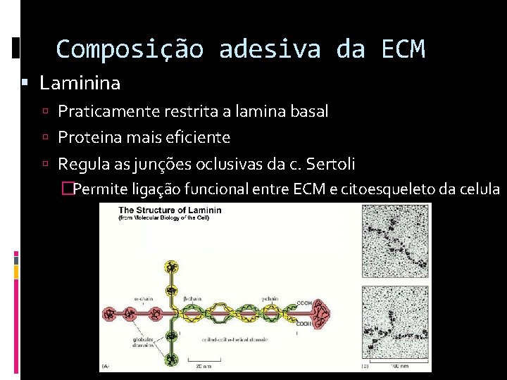 Composição adesiva da ECM Laminina Praticamente restrita a lamina basal Proteina mais eficiente Regula