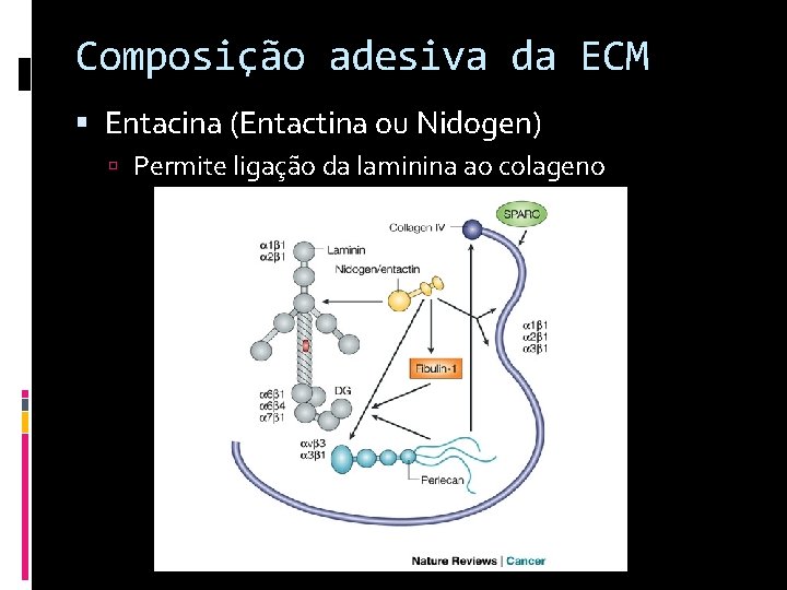 Composição adesiva da ECM Entacina (Entactina ou Nidogen) Permite ligação da laminina ao colageno