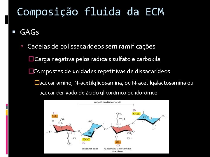 Composição fluida da ECM GAGs Cadeias de polissacarídeos sem ramificações �Carga negativa pelos radicais