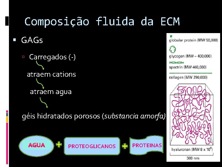 Composição fluida da ECM GAGs Carregados (-) atraem cations atraem agua géis hidratados porosos