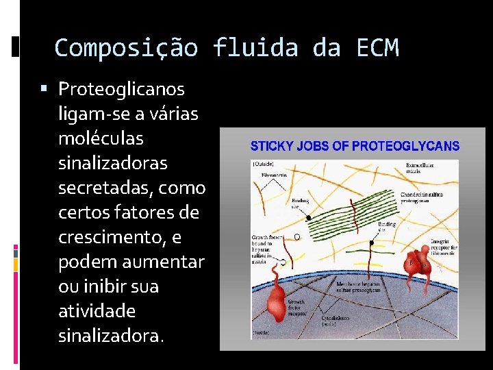 Composição fluida da ECM Proteoglicanos ligam-se a várias moléculas sinalizadoras secretadas, como certos fatores