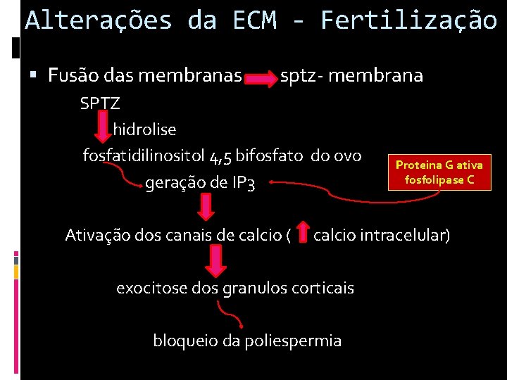 Alterações da ECM - Fertilização Fusão das membranas sptz- membrana SPTZ hidrolise fosfatidilinositol 4,