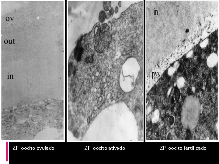 ZP oocito ovulado ZP oocito ativado ZP oocito fertilizado 
