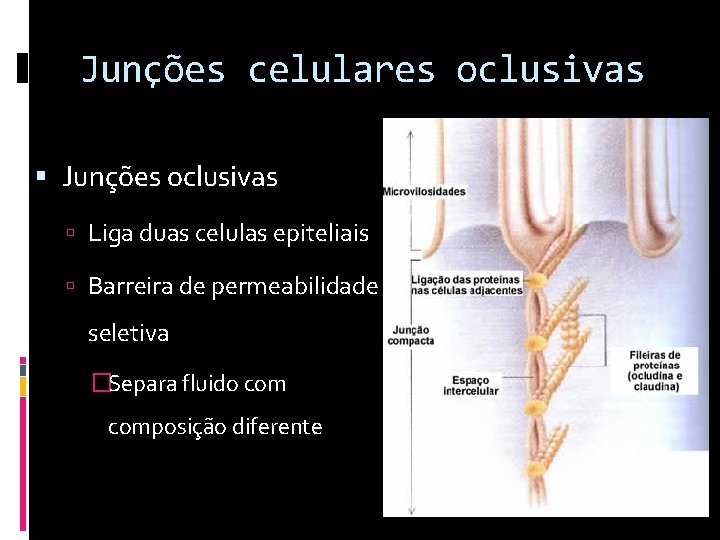 Junções celulares oclusivas Junções oclusivas Liga duas celulas epiteliais Barreira de permeabilidade seletiva �Separa