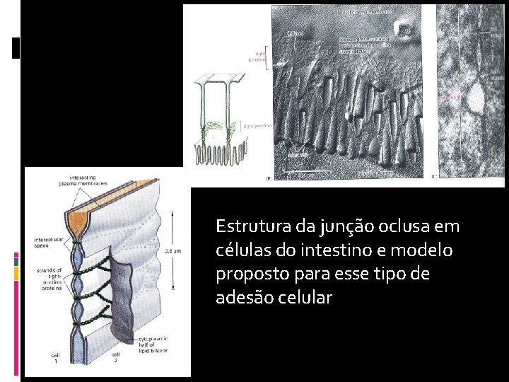 Estrutura da junção oclusa em células do intestino e modelo proposto para esse tipo