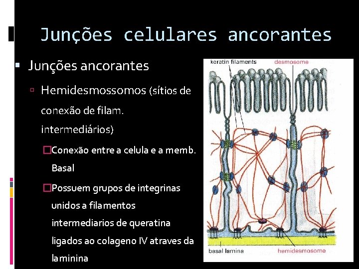 Junções celulares ancorantes Junções ancorantes Hemidesmossomos (sítios de conexão de filam. intermediários) �Conexão entre