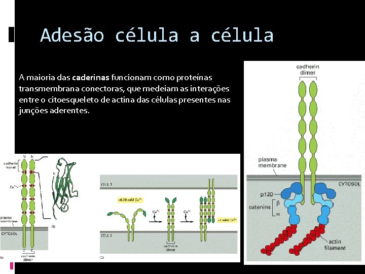 Adesão célula a célula A maioria das caderinas funcionam como proteínas transmembrana conectoras, que