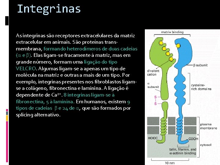 Integrinas As integrinas são receptores extracelulares da matriz extracelular em animais. São proteínas transmembrana,