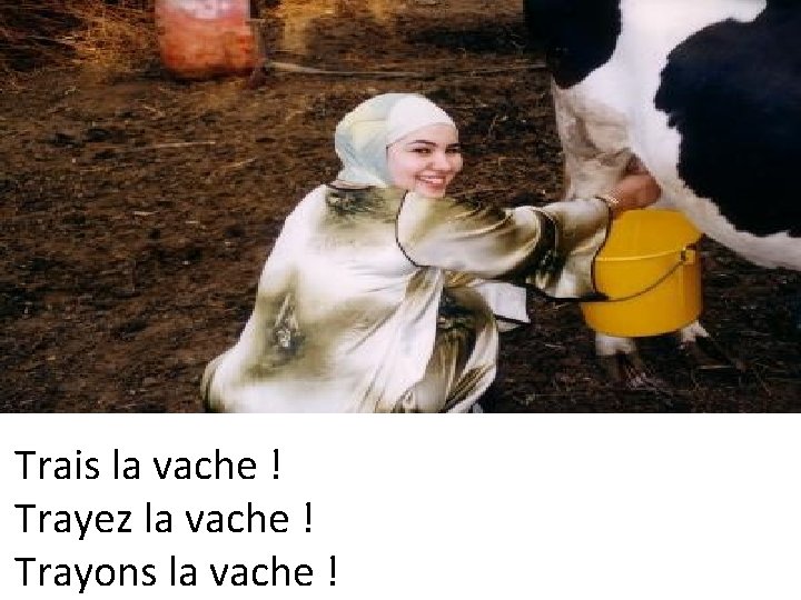 Trais la vache ! Trayez la vache ! Trayons la vache ! 