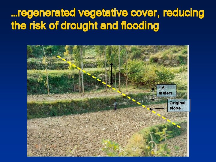 …regenerated vegetative cover, reducing the risk of drought and flooding 1. 5 meters Original