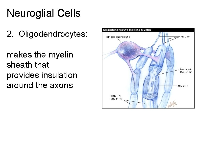 Neuroglial Cells 2. Oligodendrocytes: makes the myelin sheath that provides insulation around the axons Neuroglial Cells 2. Oligodendrocytes: makes the myelin sheath that provides insulation around the axons