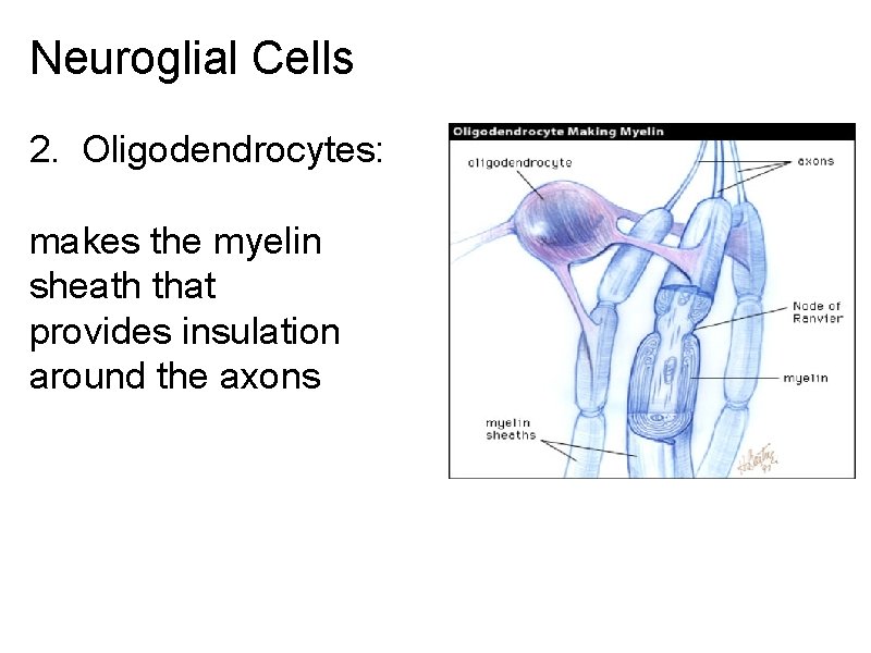 Neuroglial Cells 2. Oligodendrocytes: makes the myelin sheath that provides insulation around the axons