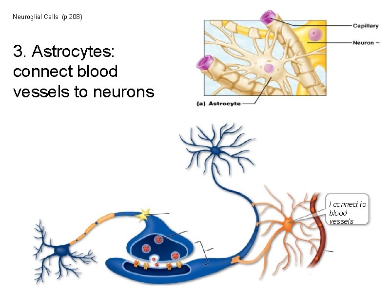 Neuroglial Cells (p 208) 3. Astrocytes: connect blood vessels to neurons I connect to Neuroglial Cells (p 208) 3. Astrocytes: connect blood vessels to neurons I connect to