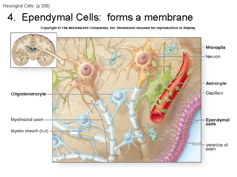 Neuroglial Cells (p 208) 4. Ependymal Cells: forms a membrane Neuroglial Cells (p 208) 4. Ependymal Cells: forms a membrane