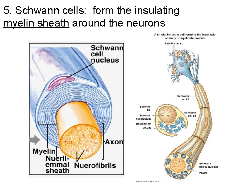 5. Schwann cells: form the insulating myelin sheath around the neurons 5. Schwann cells: form the insulating myelin sheath around the neurons