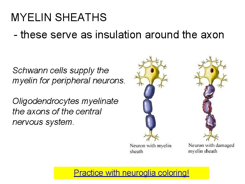 MYELIN SHEATHS - these serve as insulation around the axon Schwann cells supply the MYELIN SHEATHS - these serve as insulation around the axon Schwann cells supply the