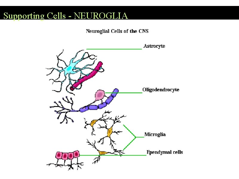 Supporting Cells - NEUROGLIA Supporting Cells - NEUROGLIA