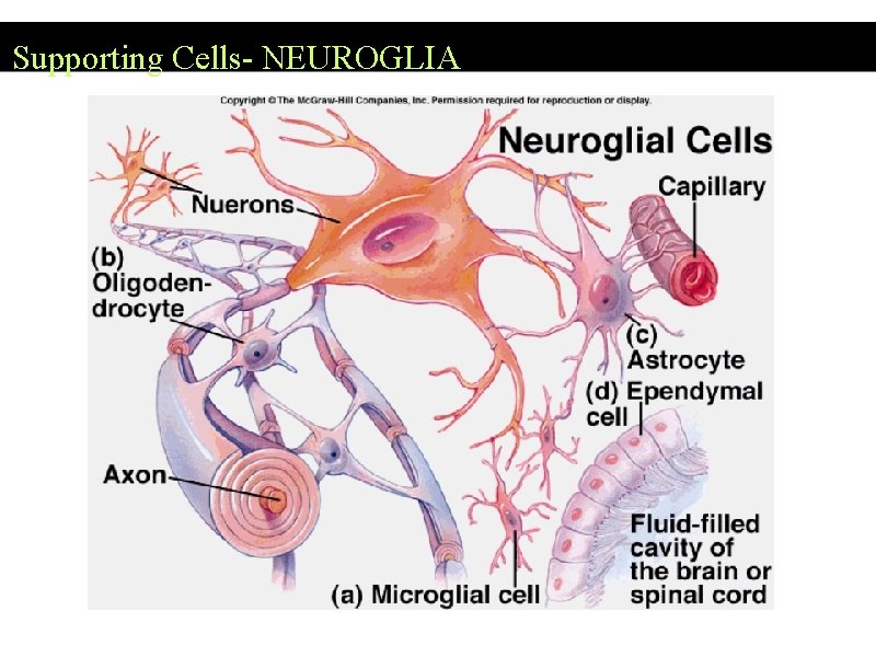 Supporting Cells- NEUROGLIA Supporting Cells- NEUROGLIA