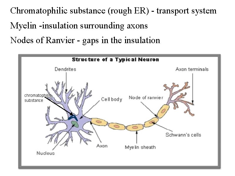 Chromatophilic substance (rough ER) - transport system Myelin -insulation surrounding axons Nodes of Ranvier