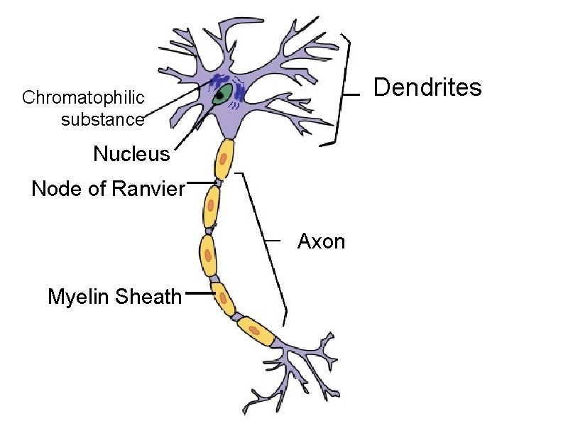 Dendrites Chromatophilic substance Nucleus Node of Ranvier Axon Myelin Sheath 
