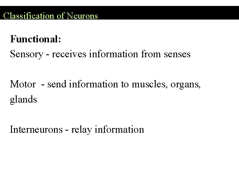 Classification of Neurons Functional: Sensory - receives information from senses Motor - send information Classification of Neurons Functional: Sensory - receives information from senses Motor - send information