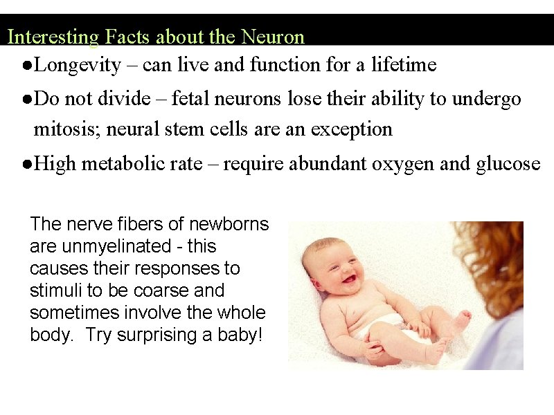 Interesting Facts about the Neuron ●Longevity – can live and function for a lifetime